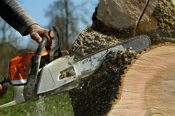 The Steps Involved in Our Tree Care Process in Rice Lake, MN